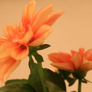  Appartamento Haus Mandarina